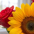 Buquê Baby de Rosas Vermelhas com Girassóis