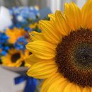 Buquê Van Gogh Luxo 10 Girassóis
