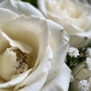 Buquê de 12 Rosas Nacionais Brancas