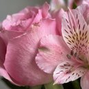 Buquê de 12 Rosas Cor de Rosa com Astromélias 