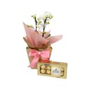 Mini Orquídea com Chocolate