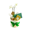 Box Orquídea e Chocolate Ferrero Rocher