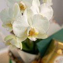 Box Orquídea e Chocolate Ferrero Rocher