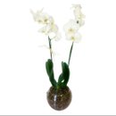 Orquidea Branca no Vaso de Vidro