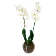 Orquidea Branca no Vaso de Vidro