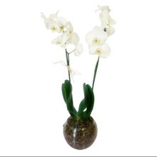 Orquidea Branca no Vaso de Vidro