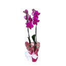 Orquidea Pink com 2 Hastes Decorada