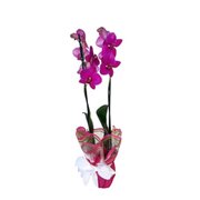 Orquidea Pink com 2 Hastes Decorada