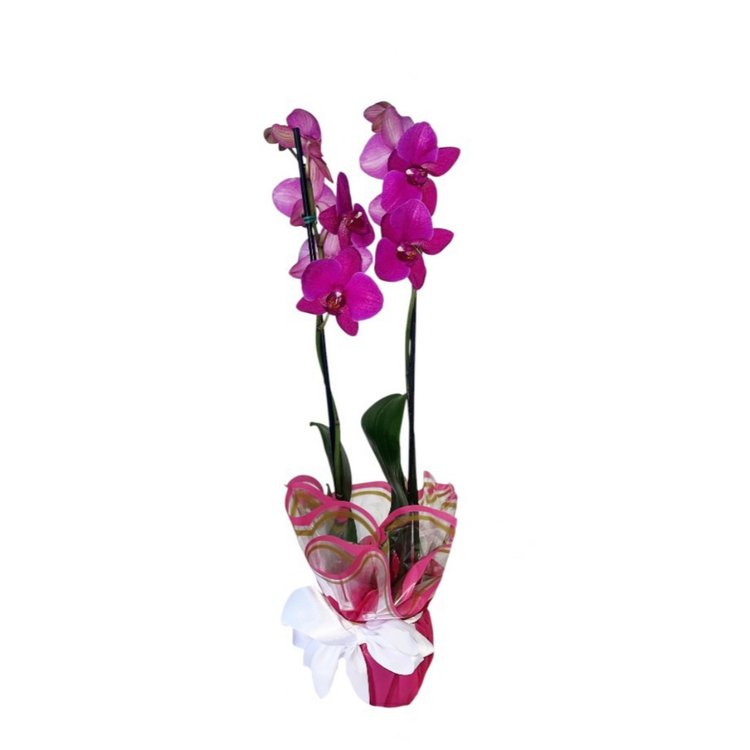 Orquidea Pink com 2 Hastes Decorada