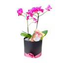 Box Orquídea e Ferrero Rocher