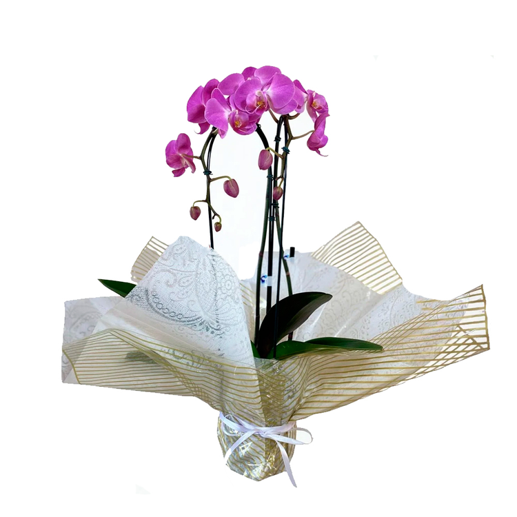 Orquídea Cascata Presente