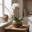 Orquídea Phalaenopsis Cascata Vaso de vidro