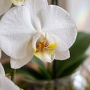 Orquídea Phalaenopsis Cascata Vaso de vidro