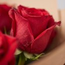 Buquê de 15 Rosas importadas Colombianas Freedom