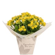 Presente flor Kalanchoe Colorida