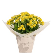 Presente flor Kalanchoe Colorida