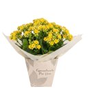 Flor Kalanchoe Colorida 