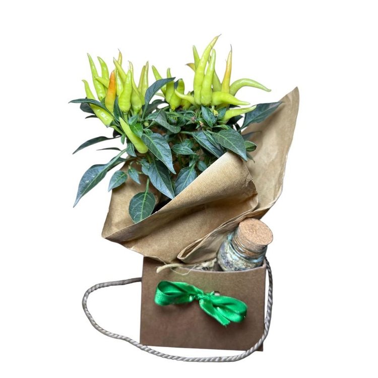 Cachepot Presente Pimenteira e Ervas de Banho