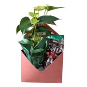 Mini Antúrio em Caixa Decorativa com Chocolate MM