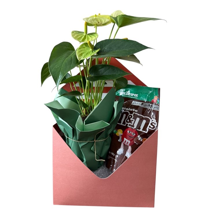 Mini Antúrio em Caixa Decorativa com Chocolate MM's