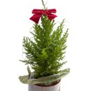 Pote Christmas Tree Natal