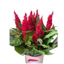 Cachepô Natal Moderno