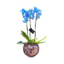 Orquídea Azul no Aquário