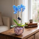 Orquídea Azul no Aquário