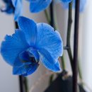 Orquídea Azul no Aquário