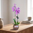 Orquídea Rosa no Aquário