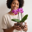 Orquídea Rosa no Aquário