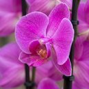Orquídea Rosa no Aquário