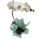 Orquidea Phaleanopsis Branca