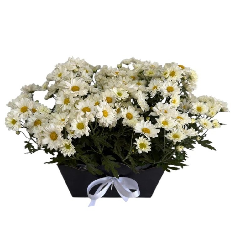 Duplo Vaso de Margarida branca