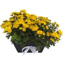 Dupla Margarida amarela