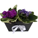 Duplo Vaso de Violetas