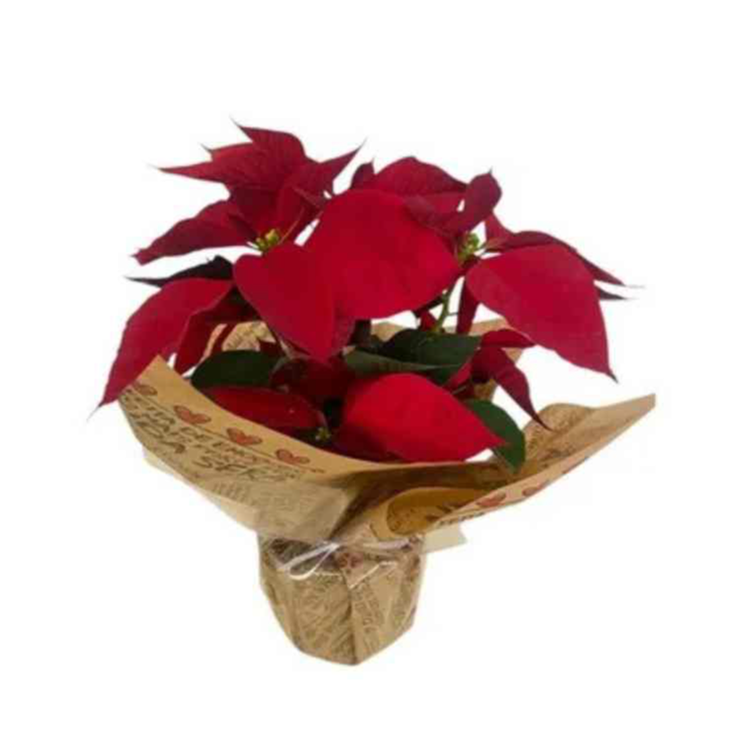 Flor de  Natal Bico de Papagaio