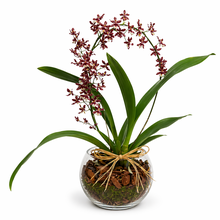 Orquidea Lindissima Chocolate 
