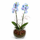 Orquidea frozen 