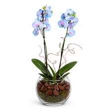 Orquidea frozen 