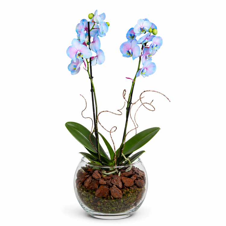 Orquidea frozen