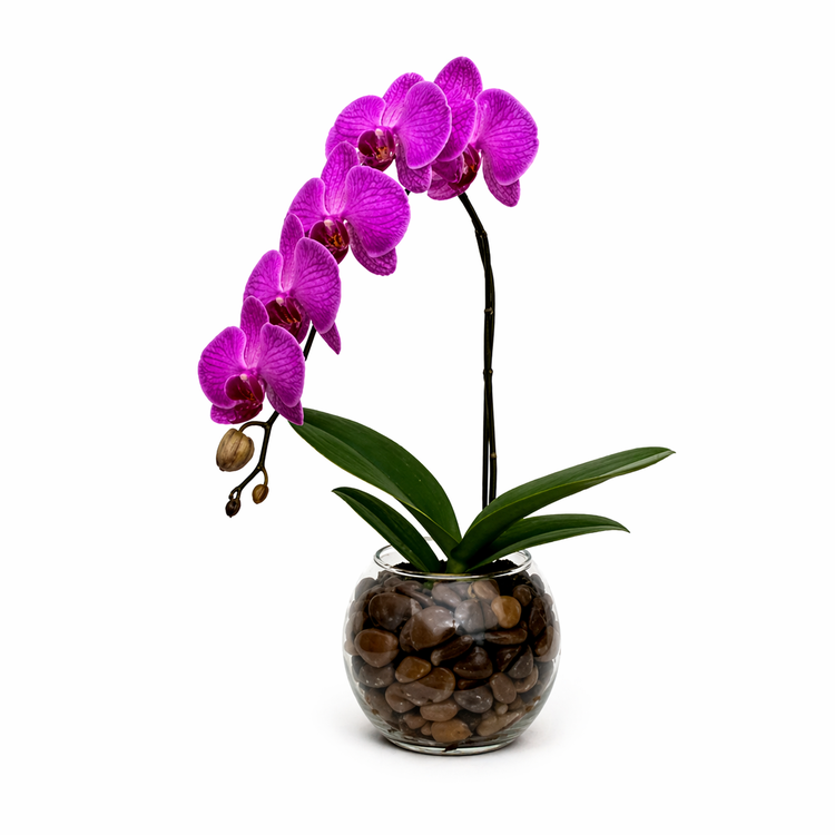Orquídea Lindissima Phaleanopolis Roxa