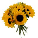 Belíssimo Buquê de 6 Girassóis