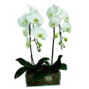 Arranjo com 2 Orquídeas Phalaenopsis Plantadas
