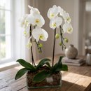Arranjo com 2 Orquídeas Phalaenopsis Plantadas