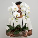 Arranjo com 2 Orquídeas Phalaenopsis Plantadas