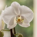 Arranjo com 2 Orquídeas Phalaenopsis Plantadas