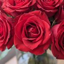 Arranjo Minha Vida com 100 Rosas no Vaso 
