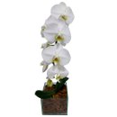 Orquidea Phalaenopsis na Base de Vidro