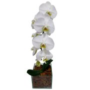 Orquidea Phalaenopsis na Base de Vidro